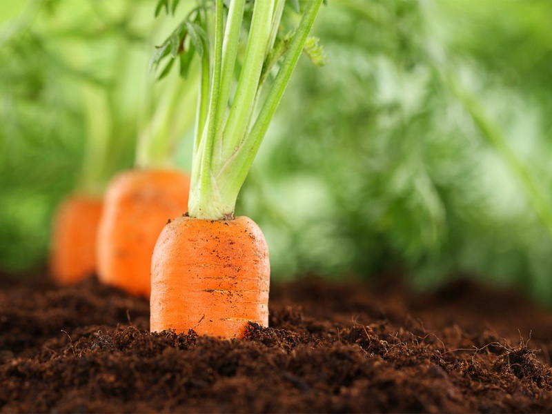 Як використовувати мотоблок для посадки моркви